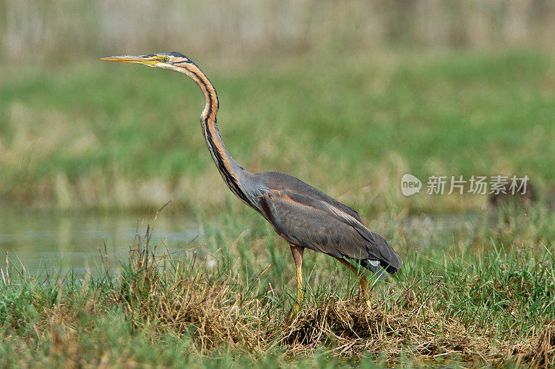 紫鹭(Ardea purpurea)